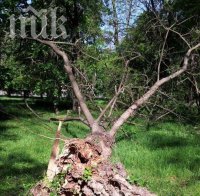 Изсъхнали дървета застрашават русенските пешеходци