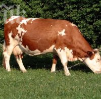 Капитана, изнасилил монахиня, нападна и краварка