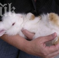 Заек със светеща козина се роди в Турция (видео)