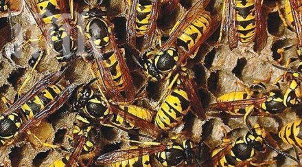 масово нашествие оси смолян