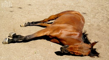 откриха застрелян челото кон ботевградско