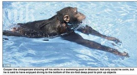 маймуните плуват безупречно