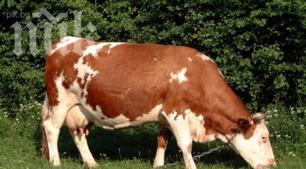 крава обърна опел хасковско