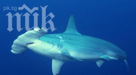 акула роди десетки хора плаж флорида видео