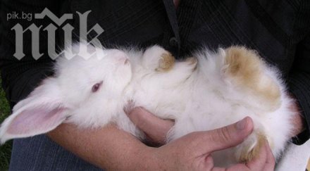 заек светеща козина роди турция видео