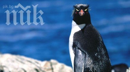 възрастният пингвин чукна