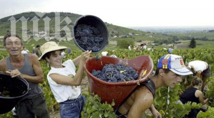 гроздоберът дойде рано богородица