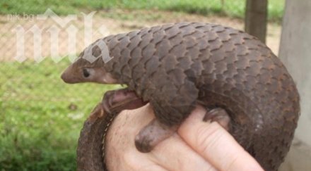 виетнамски митничари заловиха контрабанда тона люспеници готвели мезе