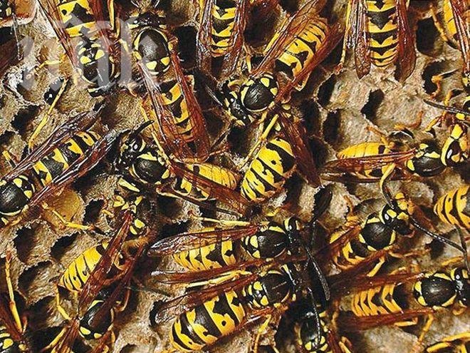 Масово нашествие на оси в Смолян