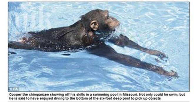 И маймуните могат да плуват безупречно!