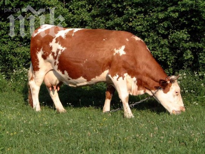 Капитана, изнасилил монахиня, нападна и краварка