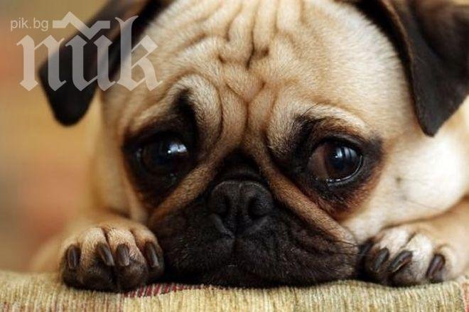 Брутално! Поляк изнасили куче в Атина