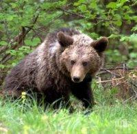 УНИКАЛНО: Заснеха мечка с две мечета под Рилския манастир (ВИДЕО)