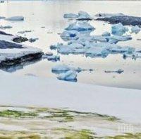 Нова екосистема в Антарктида: Водорасли върху снега