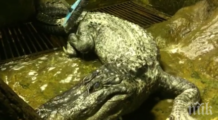 московския зоопарк умря любимият алигатор хитлер видео