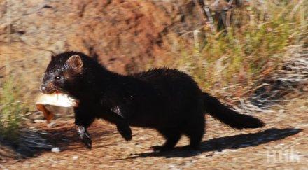 мутира вирусът животно зарази човек covid