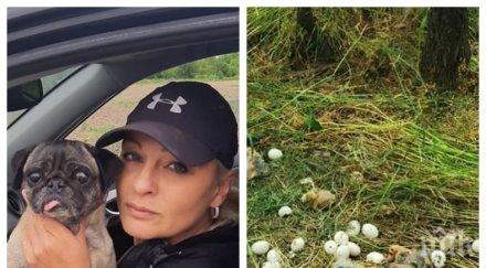 благородство ели владкова биг брадър спаси току родени гълъбета снимки