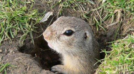 прави теренен мониторинг лалугерите българия