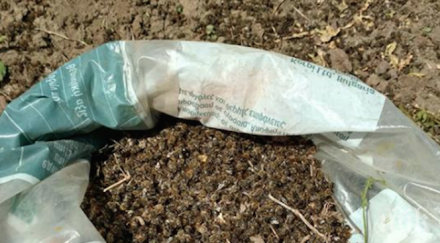 масов мор пчелите тервелско