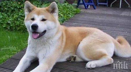 безплатна кастрация домашни кучета перник