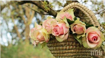 украсиха пешеходната зона пловдив 100 висящи кошници цветя