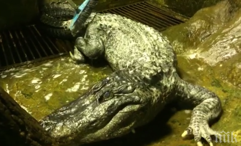 В Московския зоопарк умря любимият алигатор на Хитлер (ВИДЕО)