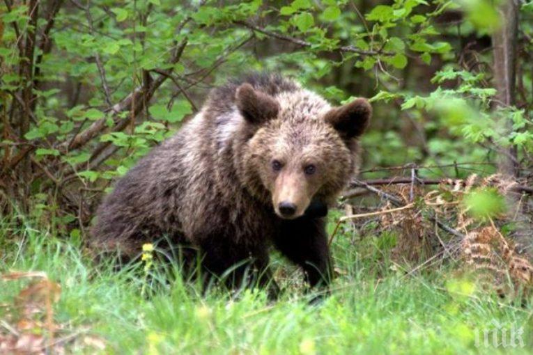 УНИКАЛНО: Заснеха мечка с две мечета под Рилския манастир (ВИДЕО)