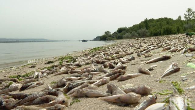 Замърсяване убило тонове риба във Варненското езеро