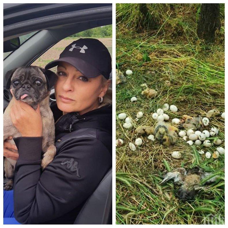 БЛАГОРОДСТВО: Ели Владкова от Биг Брадър спаси 11 току-що родени гълъбета (СНИМКИ)