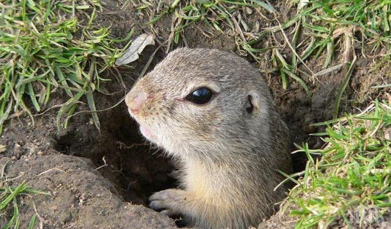 Прави се теренен мониторинг на лалугерите в България 