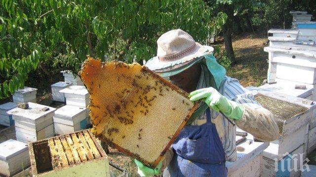 В Плевен ще се проведе мълчаливо бдение срещу масовото отравяне на пчели