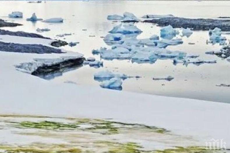 Нова екосистема в Антарктида: Водорасли върху снега