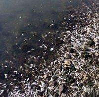 института океанология обясниха мъртвата риба варненското езеро