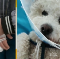 Немска овчарка нахапа 10-годишно дете в Горна баня