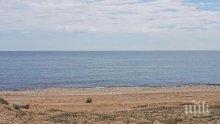 Мъртви делфини изхвърли морето край Алепу