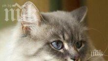 Мъж застреля котка, полицията го арестува