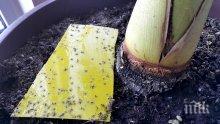 Разкриха какви са малките мушици, хвърлили в паника Бургас - започва дезинфекция