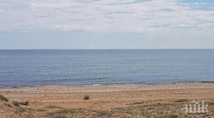 мъртви делфини изхвърли морето алепу