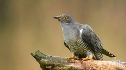 кукувицата онон навъртя 000 прелетя държави