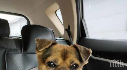 разтърсващо куче чака месеца болница стопанина починал covid снимки