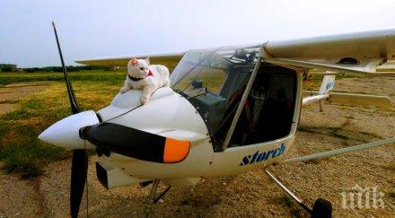 хит мрежата цяла българия следи приключенията котката пътешественичка хайди горна оряховица снимки