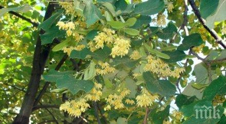 кметът ловеч забрани брането липов цвят