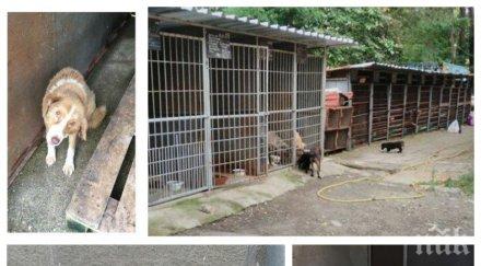 зоозащитници протест насилието животните