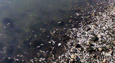 института океанология обясниха мъртвата риба варненското езеро