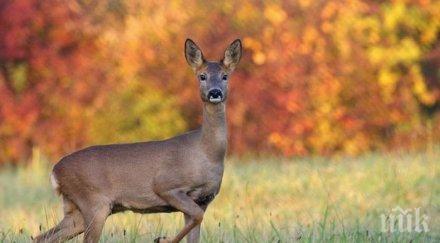 пълна изродщина рецидивисти застреляха разфасоваха бременна кошута тетевенския балкан снимка