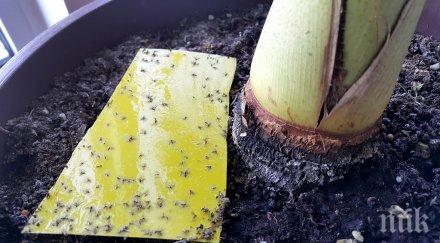 нашествие милиони малки мушички неизвестен вид нападнаха бургас хората паника