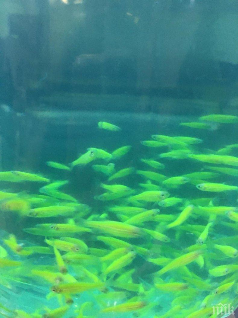 РЕЗУЛТАТ ОТ ПРОВЕРКАТА: Амониев азот избил рибите във Варненското езеро