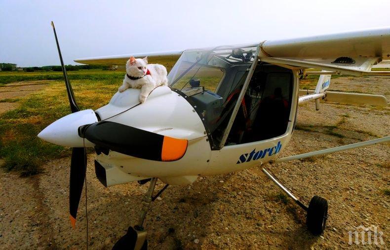 ХИТ В МРЕЖАТА: Цяла България следи приключенията на котката-пътешественичка Хайди от Горна Оряховица (СНИМКИ)