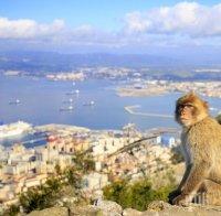 Властите в Гибралтар ще пазят маймуните от коронавирус