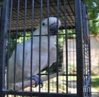 СТРАННА КРАЖБА: Младеж открадна папагал от двор на къща във Варна